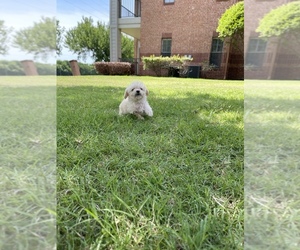 Maltipoo Puppy for sale in COPPELL, TX, USA