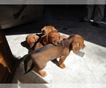 Small Photo #6 Dachshund Puppy For Sale in OWEN, WI, USA