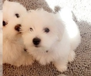 Bichon Frise Puppy for sale in RACINE, WI, USA