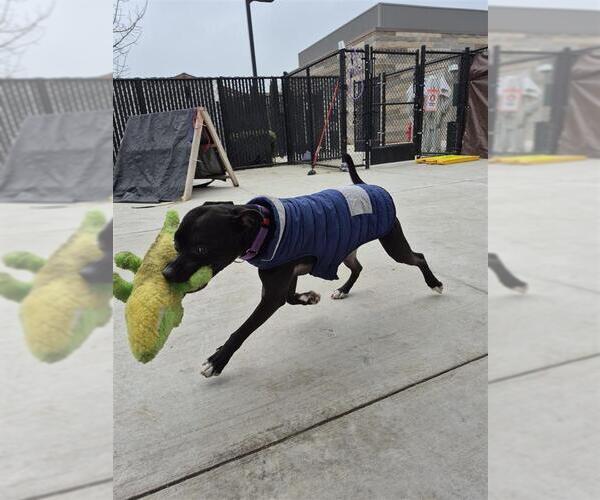 Medium Photo #2 Mutt Puppy For Sale in Elk Grove, CA, USA