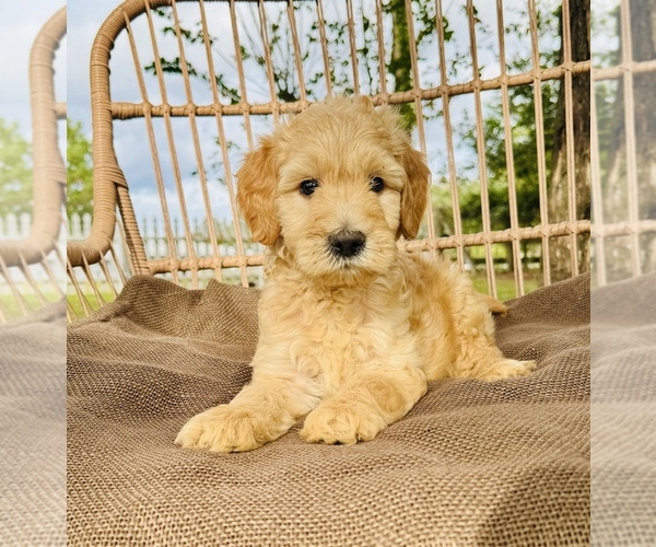 View Ad Goldendoodle Litter of Puppies for Sale near Florida, OCALA