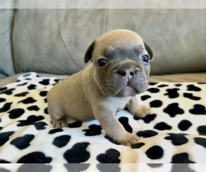 French Bulldog Puppy for sale in CINCINNATI, OH, USA
