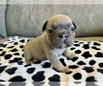 Small French Bulldog