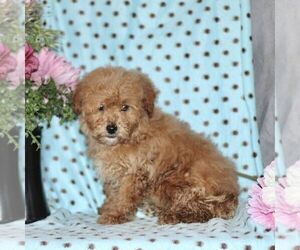 Maltipoo Puppy for Sale in RISING SUN, Maryland USA
