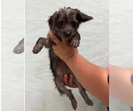 Small #1 Dachshund Mix