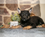 Puppy Ruby German Shepherd Dog