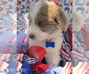 Pyredoodle Puppy for Sale in ELVERTA, California USA