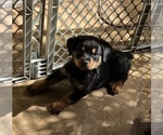 Small Photo #3 Rottweiler Puppy For Sale in SUN CITY, AZ, USA