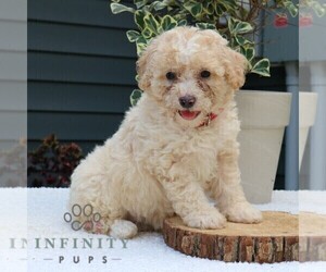 Bernedoodle (Miniature) Puppy for Sale in NEW HOLLAND, Pennsylvania USA