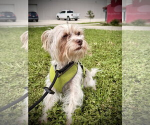 Mutt Dogs for adoption in Sanford, FL, USA