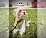 Small Mutt