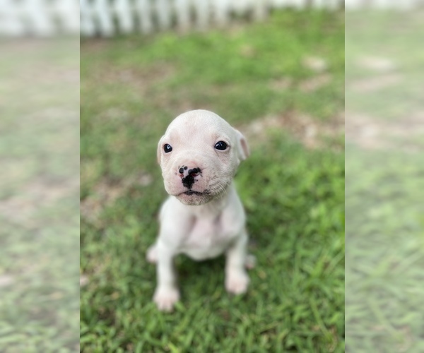 Medium Photo #1 American Bulldog Puppy For Sale in WINTERVILLE, GA, USA