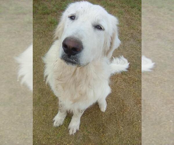 Medium Photo #10 Great Pyrenees Puppy For Sale in Spring, TX, USA