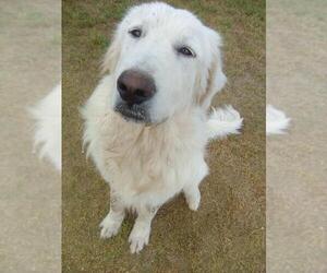 Rocco - Male Great Pyrenees Dog for Adoption - Photo #10