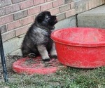 Small Photo #2 Keeshond Puppy For Sale in GREENVILLE, OH, USA