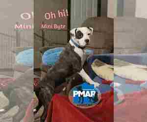 Mini Byte - Female Mutt Dog for Adoption - Photo #2