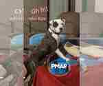 Small Photo #2 Mutt Puppy For Sale in Binghamton, NY, USA