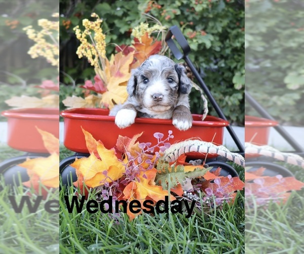 Medium Photo #30 Bernedoodle (Miniature) Puppy For Sale in HELPER, UT, USA