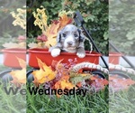 Puppy 8 Bernedoodle (Miniature)