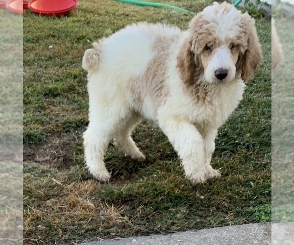 Medium Photo #4 Poodle (Standard) Puppy For Sale in DUNN, NC, USA