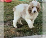 Small Photo #4 Poodle (Standard) Puppy For Sale in DUNN, NC, USA