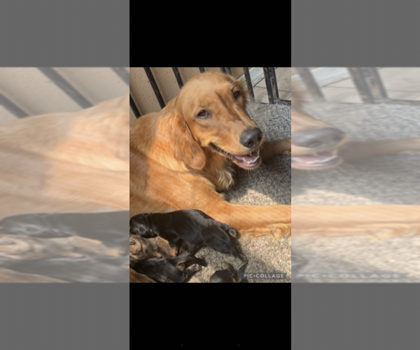 Medium Photo #6 Cane Corso Puppy For Sale in ALBUQUERQUE, NM, USA
