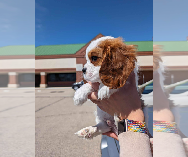 Medium Photo #3 Cavalier King Charles Spaniel Puppy For Sale in KENOSHA, WI, USA