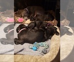 Small Photo #15 Staffordshire Bull Terrier Puppy For Sale in LONG BEACH, CA, USA