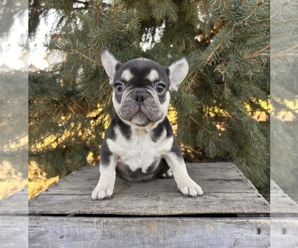 Medium Photo #3 French Bulldog Puppy For Sale in MIDDLEBURY, IN, USA