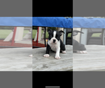 Small #1 Boston Terrier