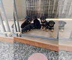 Small Rottweiler