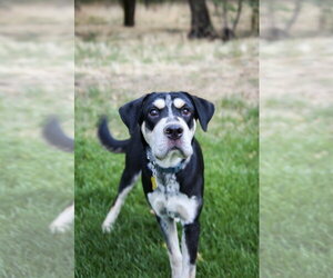 Bonzai - Male Mutt Dog for Adoption - Photo #4