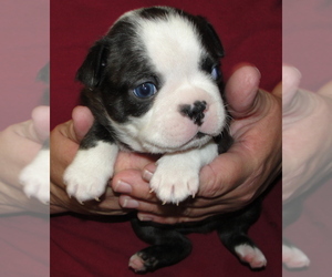 Boston Terrier Puppy for sale in BEND, OR, USA