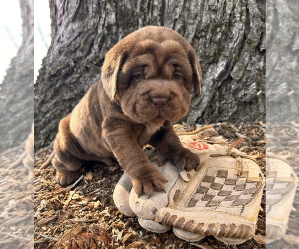 Medium Photo #6 Cocker-Pei Puppy For Sale in MIDDLEBURY, IN, USA