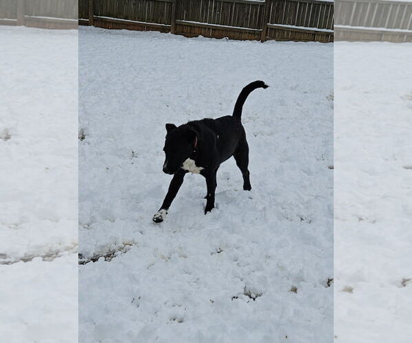 Medium Photo #6 Labrador Retriever-Unknown Mix Puppy For Sale in Corinth, MS, USA
