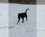 Small #5 Labrador Retriever Mix