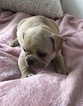 Small #14 French Bulldog