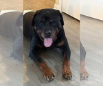 Small Photo #4 Rottweiler Puppy For Sale in Wheaton, IL, USA