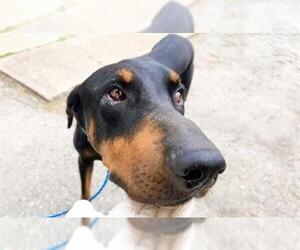 Doberman Pinscher-Unknown Mix Dogs for adoption in Houston, TX, USA