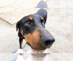 Small Doberman Pinscher Mix