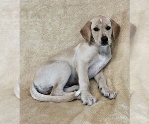 Labrador Retriever-Unknown Mix Dogs for adoption in New York, NY, USA