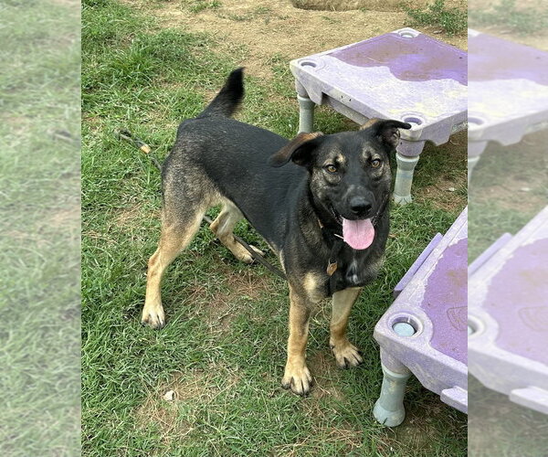 Medium Photo #3 Mutt Puppy For Sale in Evansville, IN, USA