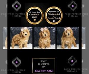 Maltipoo Puppy for sale in WARSAW, IN, USA