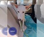 Small #33 Saluki-Whippet Mix