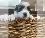 Puppy Forrest Mal-Shi