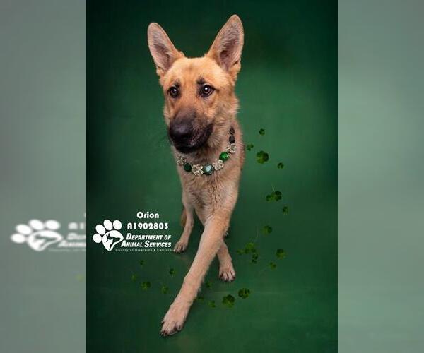 Medium Photo #2 German Shepherd Dog Puppy For Sale in Riverside, CA, USA