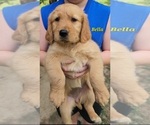 Puppy AKC Bella Golden Retriever