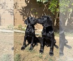 Small #1 Labrador Retriever