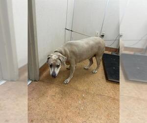 Unknown-Weimaraner Mix Dogs for adoption in Sacramento, CA, USA