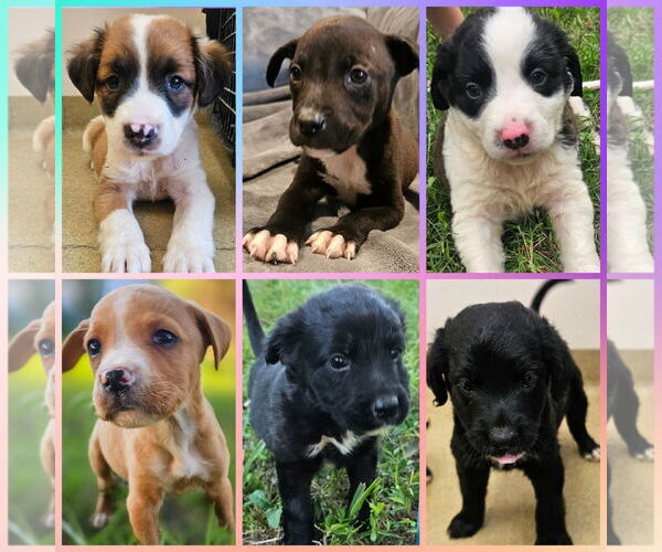 Medium Photo #3 American Pit Bull Terrier-Border Collie Mix Puppy For Sale in Blacksburg, SC, USA